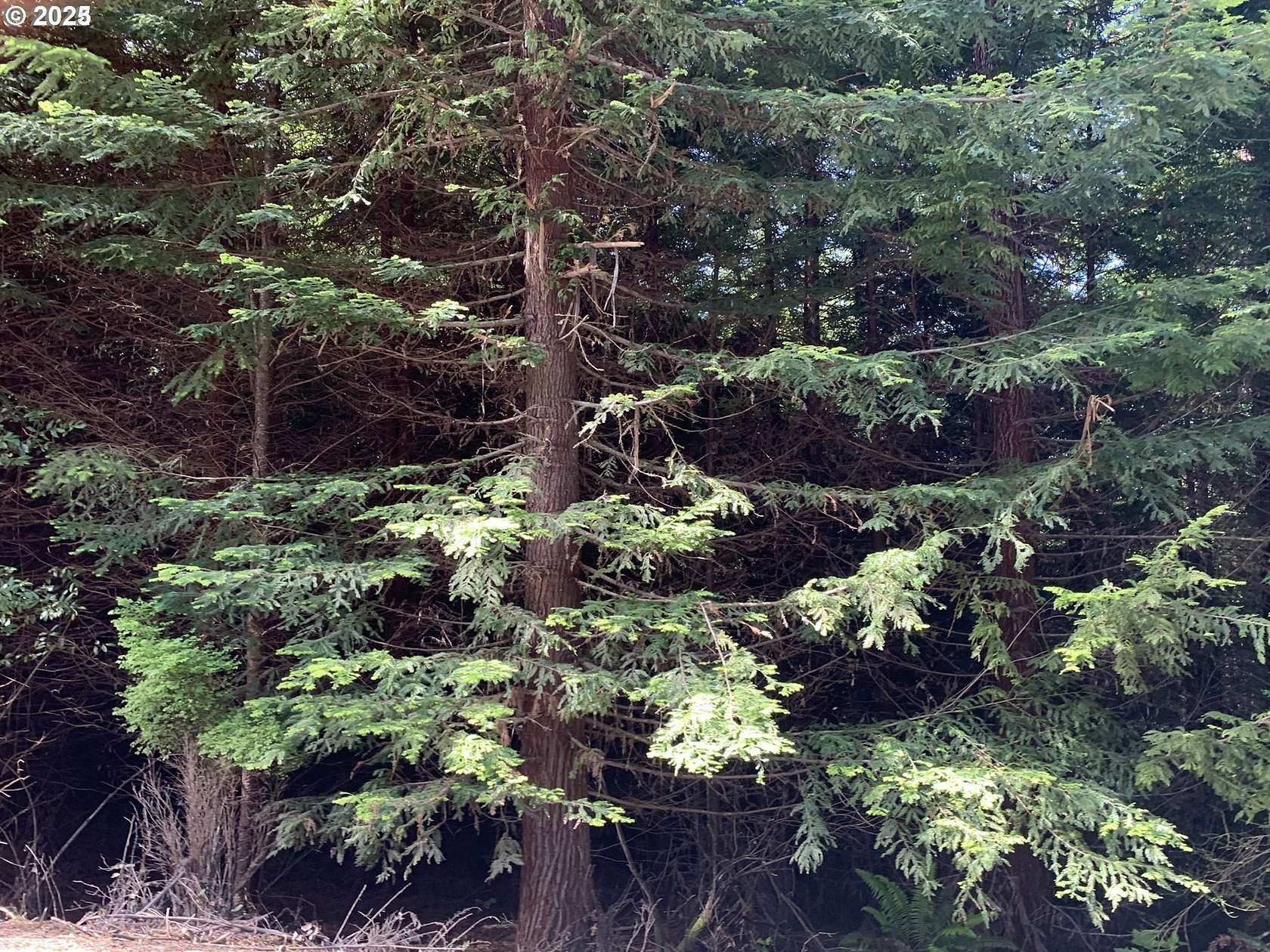 12.5 Acres of Land for Sale in Coquille, Oregon