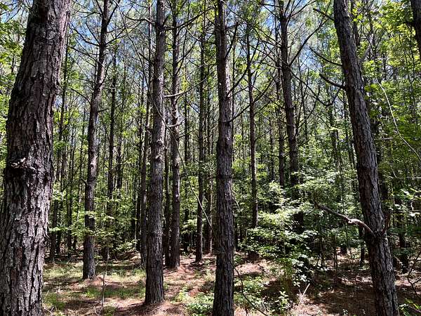40 Acres of Recreational Land & Farm for Sale in Malvern, Arkansas