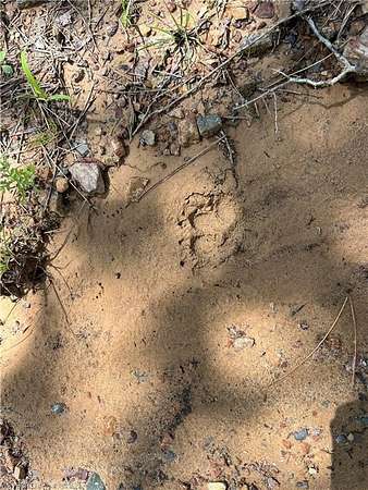 11.5 Acres of Recreational Land for Sale in Talihina, Oklahoma