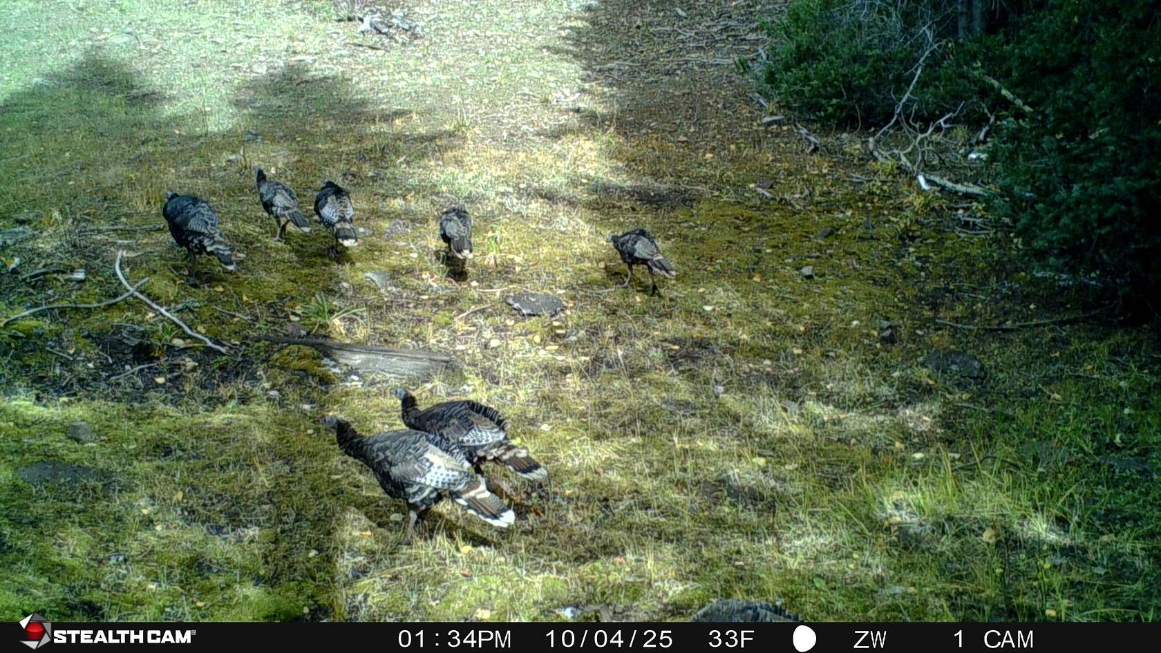 40 Acres of Recreational Land for Sale in Beaver, Utah