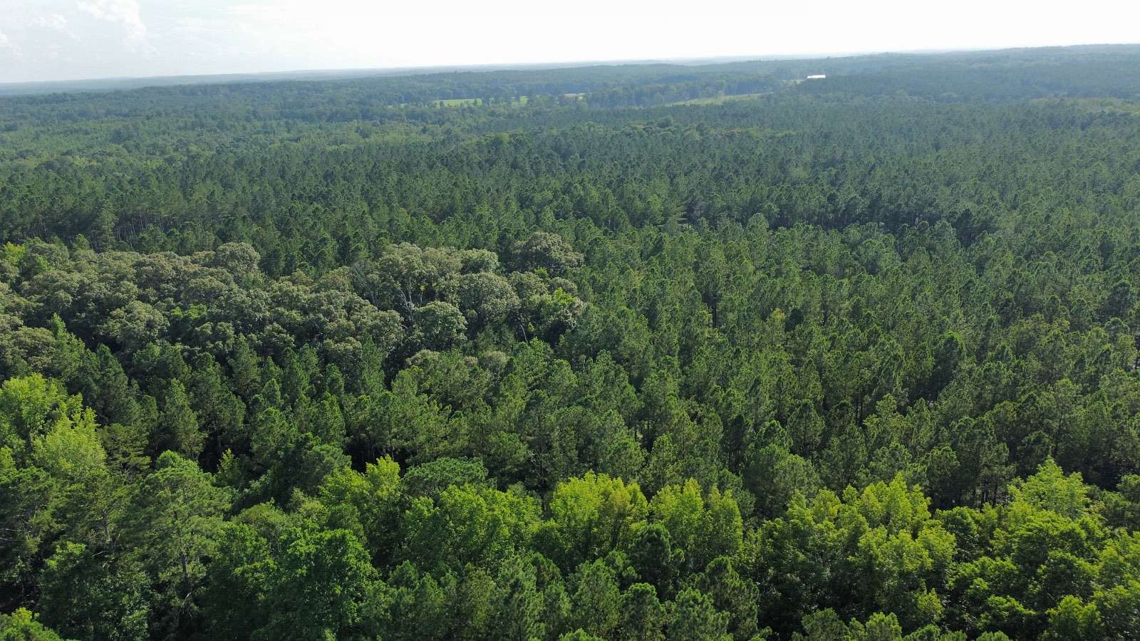 20 Acres of Recreational Land for Sale in Lanett, Alabama