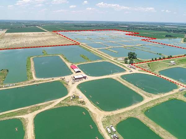 376 Acres of Land for Sale in Isola, Mississippi