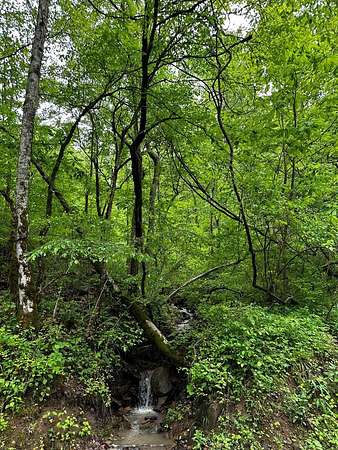 100 Acres of Land for Sale in Oneida, Kentucky