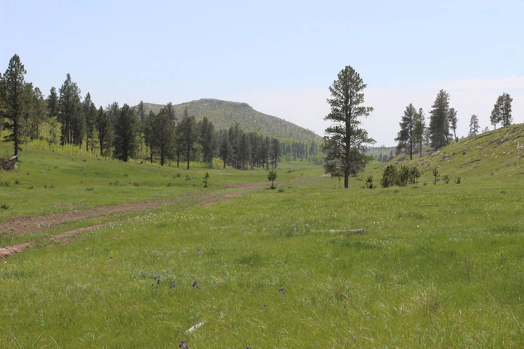 65.5 Acres of Land for Sale in Custer, South Dakota