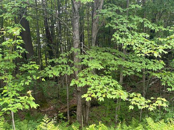1 Acre of Residential Land for Sale in Brighton Town, Vermont