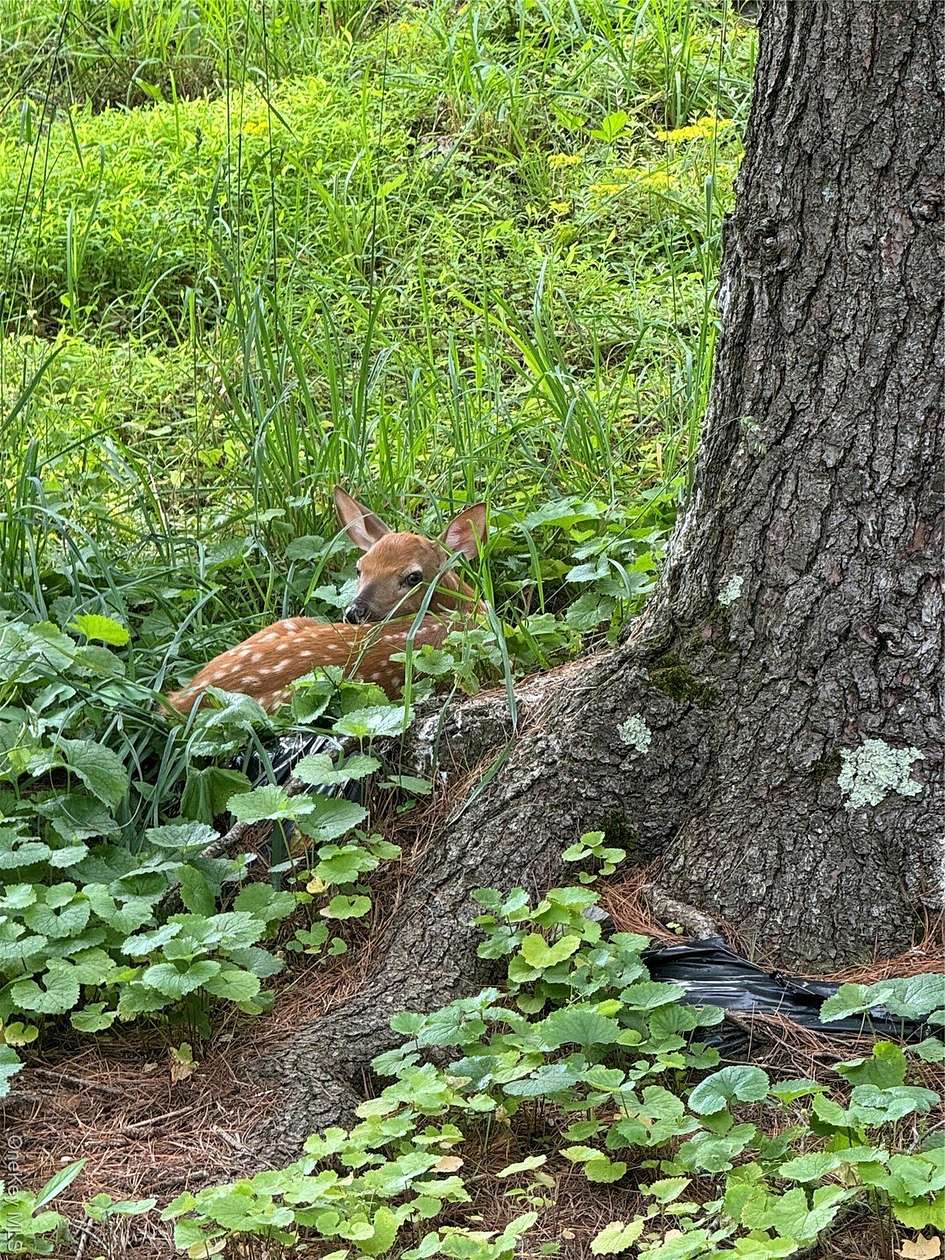 55 Acres of Recreational Land for Sale in Youngsville, New York