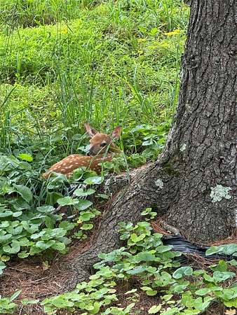 55 Acres of Recreational Land for Sale in Youngsville, New York