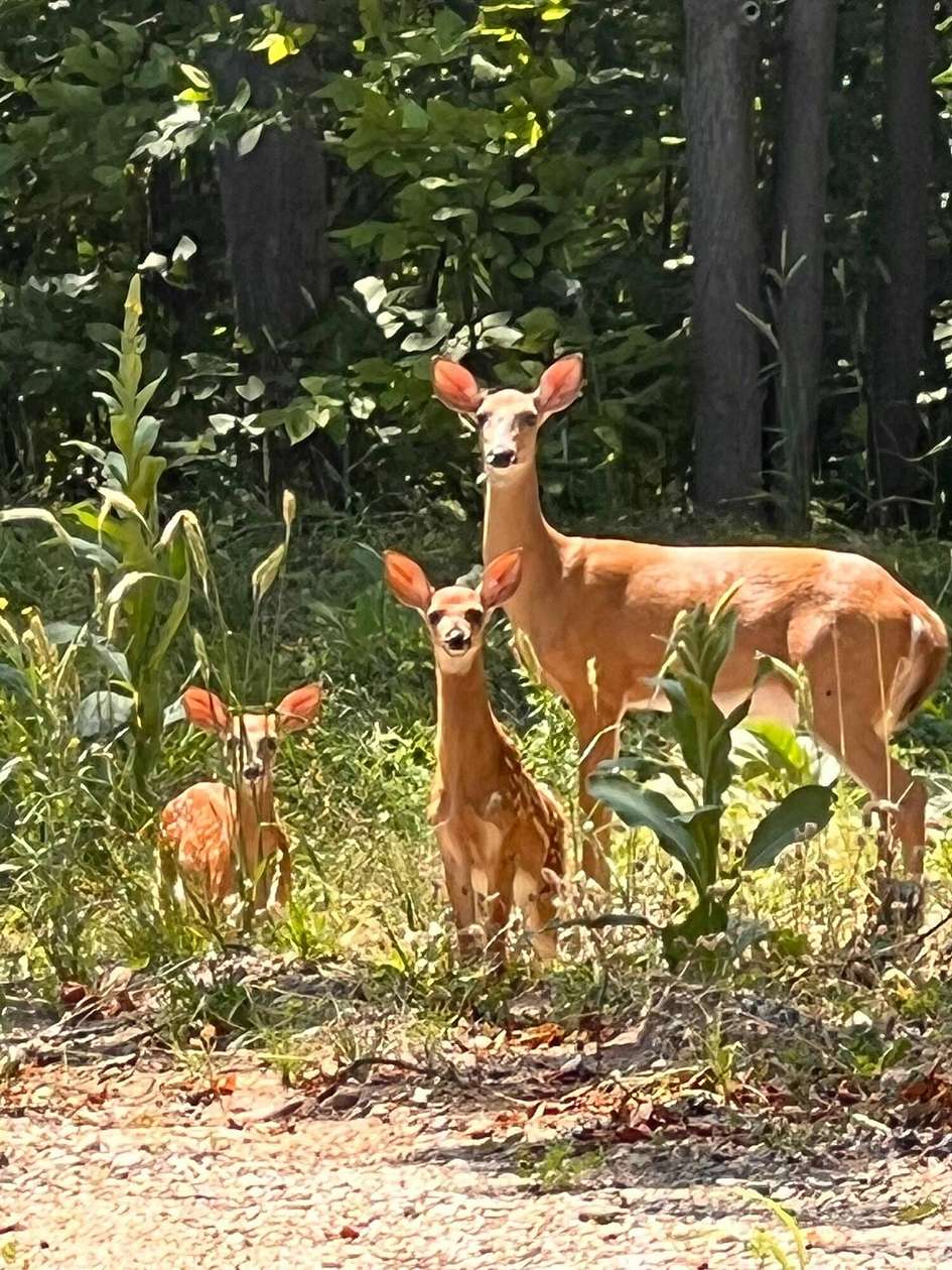 2.8 Acres of Residential Land for Sale in Gaylord, Michigan