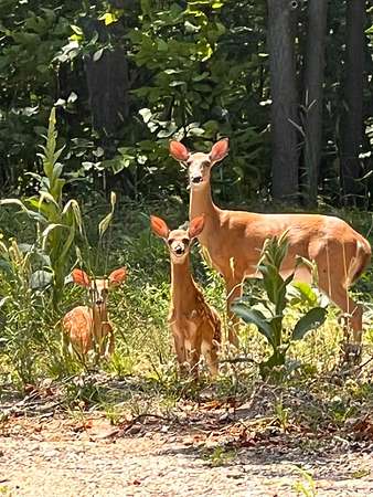 2.8 Acres of Residential Land for Sale in Gaylord, Michigan