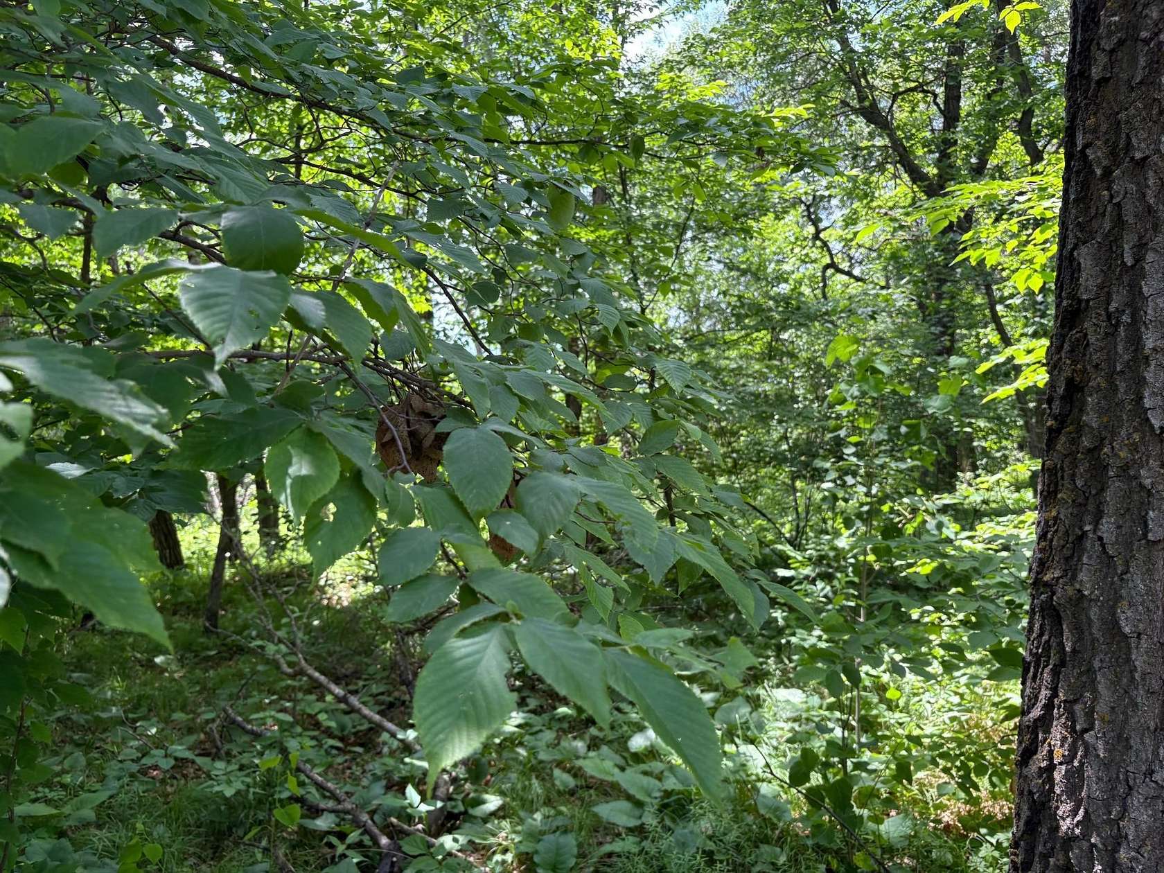 0.73 Acres of Residential Land for Sale in Browerville, Minnesota