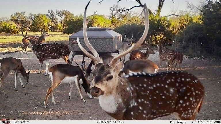 140 Acres of Land for Sale in Goldthwaite, Texas