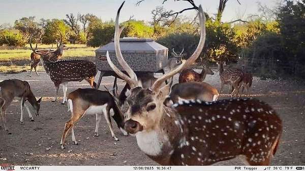 140 Acres of Land for Sale in Goldthwaite, Texas