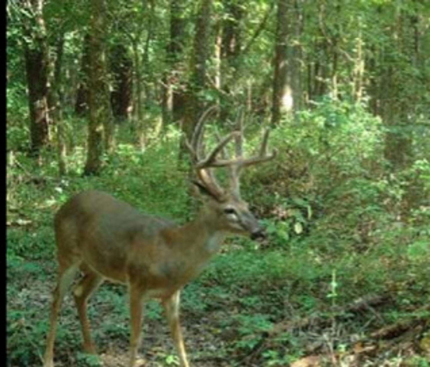 70.2 Acres of Recreational & Residential Land for Sale in Phillipsburg, Pennsylvania