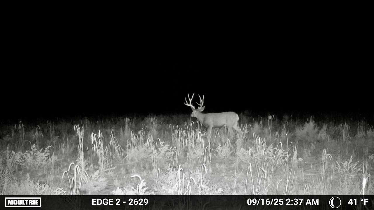 31.8 Acres of Recreational Land for Sale in Lindrith, New Mexico