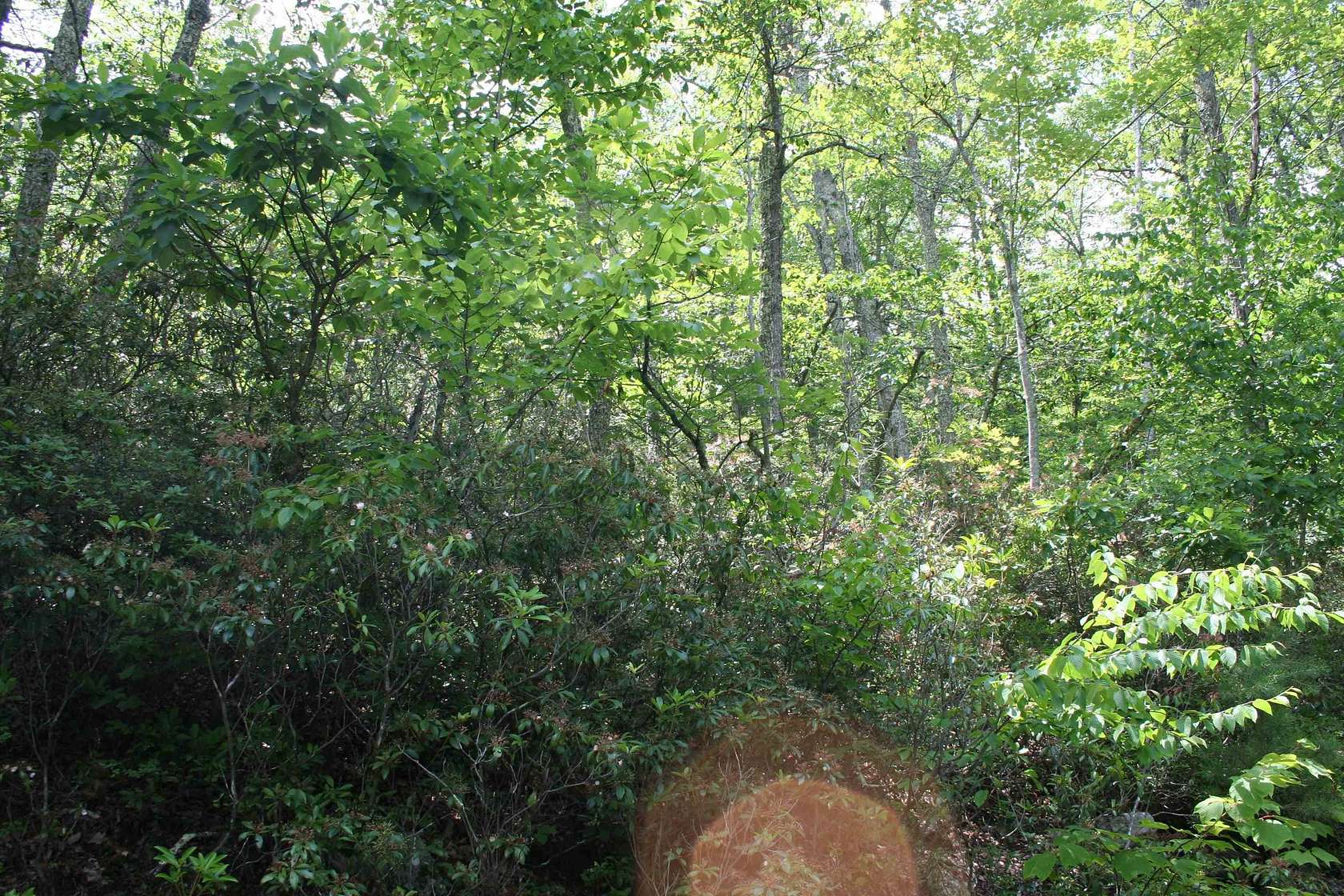 5 Acres of Residential Land for Sale in Monterey, Virginia