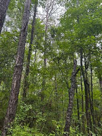 30 Acres of Recreational Land for Sale in Repton, Alabama