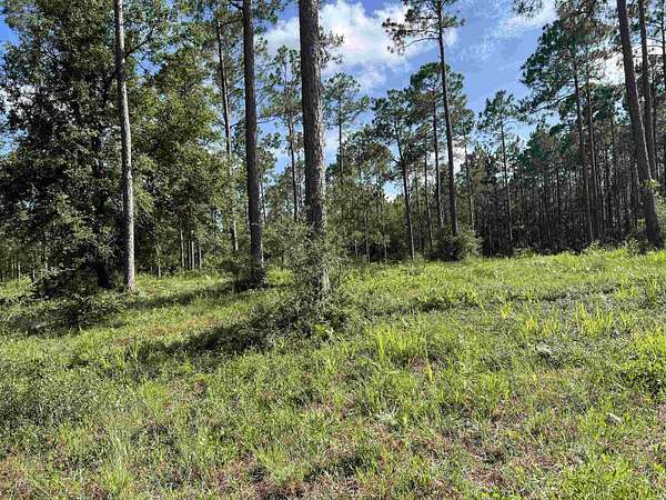 8 Acres of Agricultural Land for Sale in Tallahassee, Florida