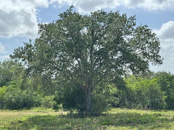 40 Acres of Land for Sale in Normanna, Texas
