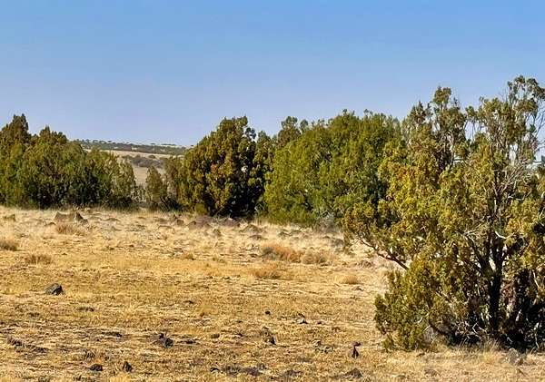 1 Acre of Residential Land for Sale in Concho, Arizona