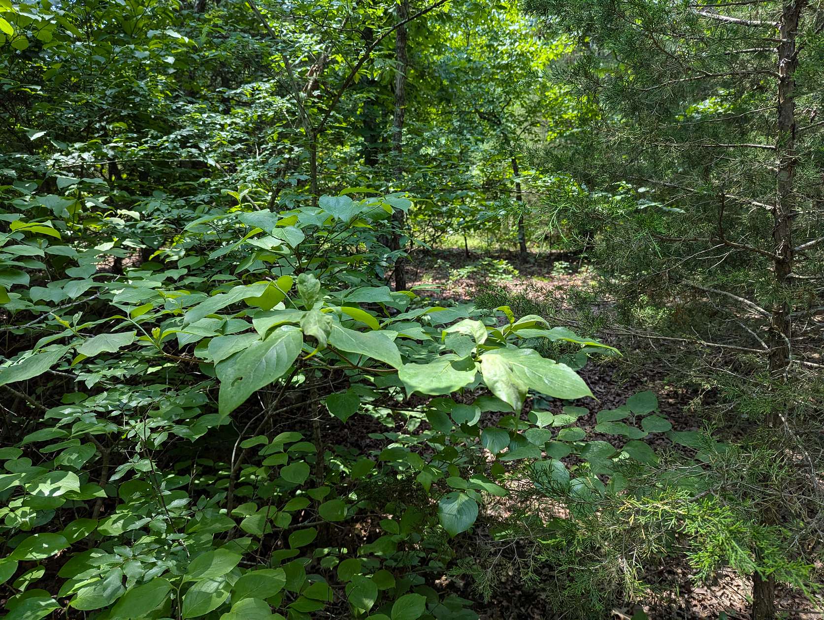 19 Acres of Land for Sale in Salem, Arkansas