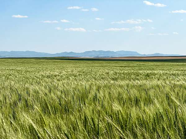 2,278 Acres of Agricultural Land for Sale in Havre, Montana