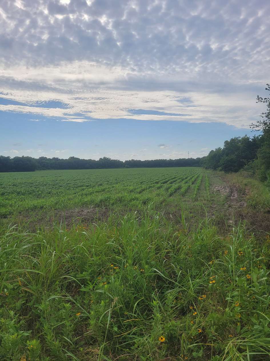 70 Acres of Recreational Land & Farm for Sale in Deport, Texas