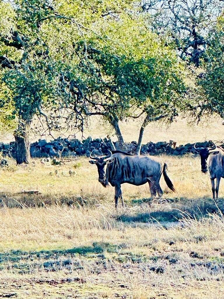 5 Acres of Residential Land for Sale in Harper, Texas