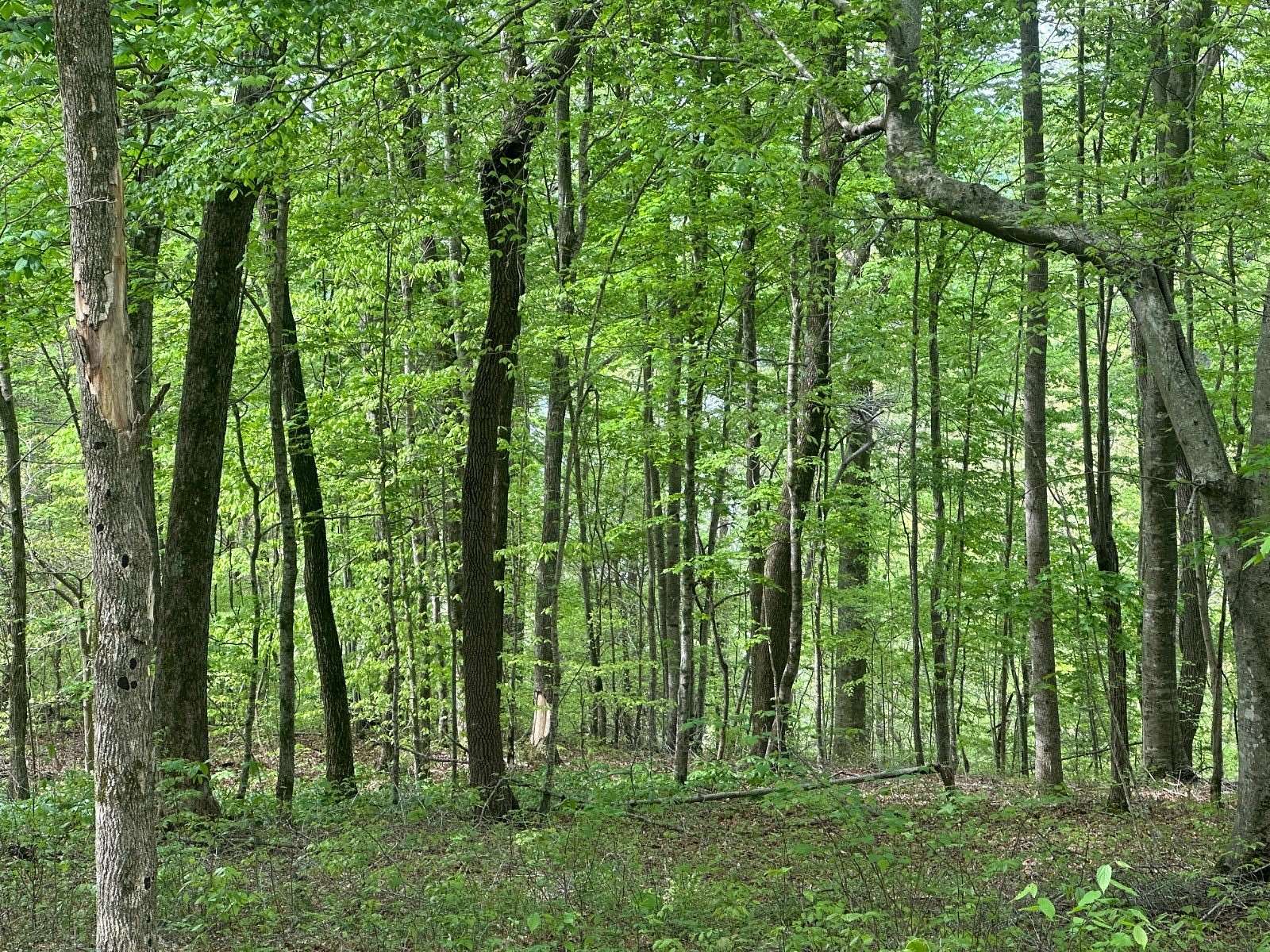 1.46 Acres of Land for Sale in Albany, Kentucky