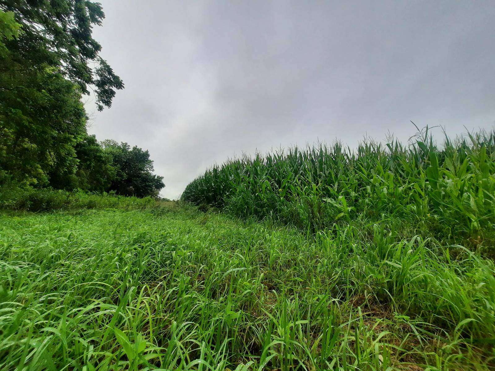 40 Acres of Land for Sale in Chariton, Iowa