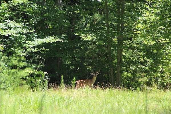 1.2 Acres of Residential Land for Sale in Ellijay, Georgia