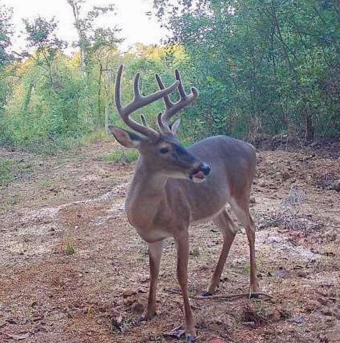 154 Acres of Recreational Land with Home for Sale in Vicksburg, Mississippi