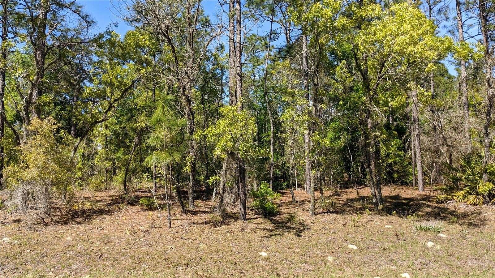 4.62 Acres of Residential Land for Sale in Dunnellon, Florida