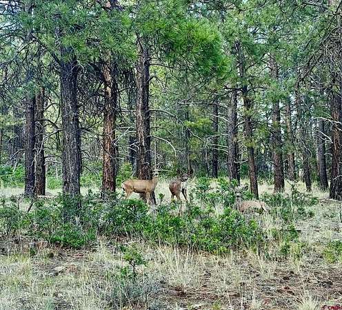 1 Acre of Residential Land for Sale in Pagosa Springs, Colorado