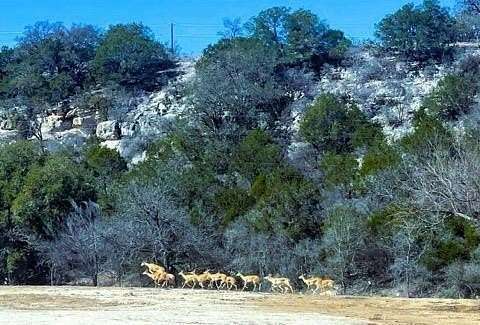 10 Acres of Land for Sale in Junction, Texas