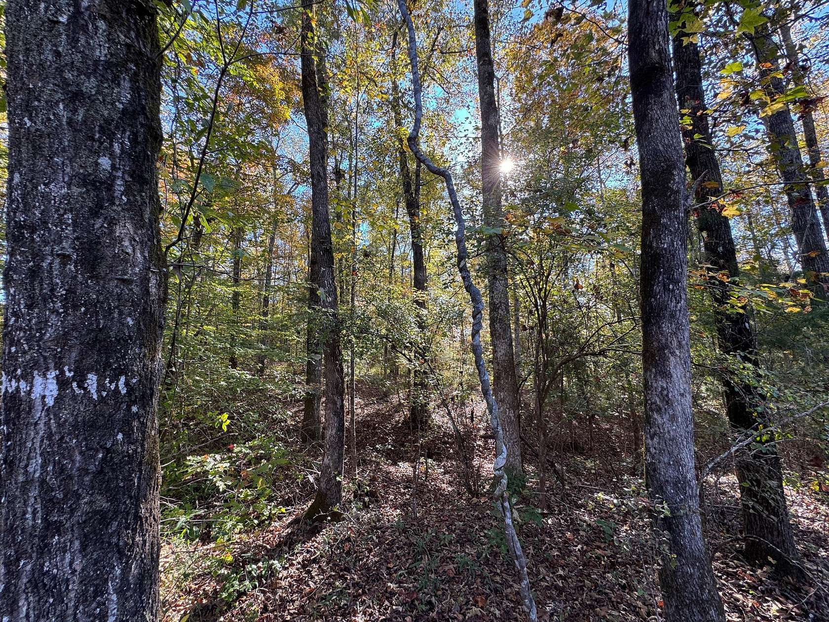 11.4 Acres of Land for Sale in Camp Hill, Alabama