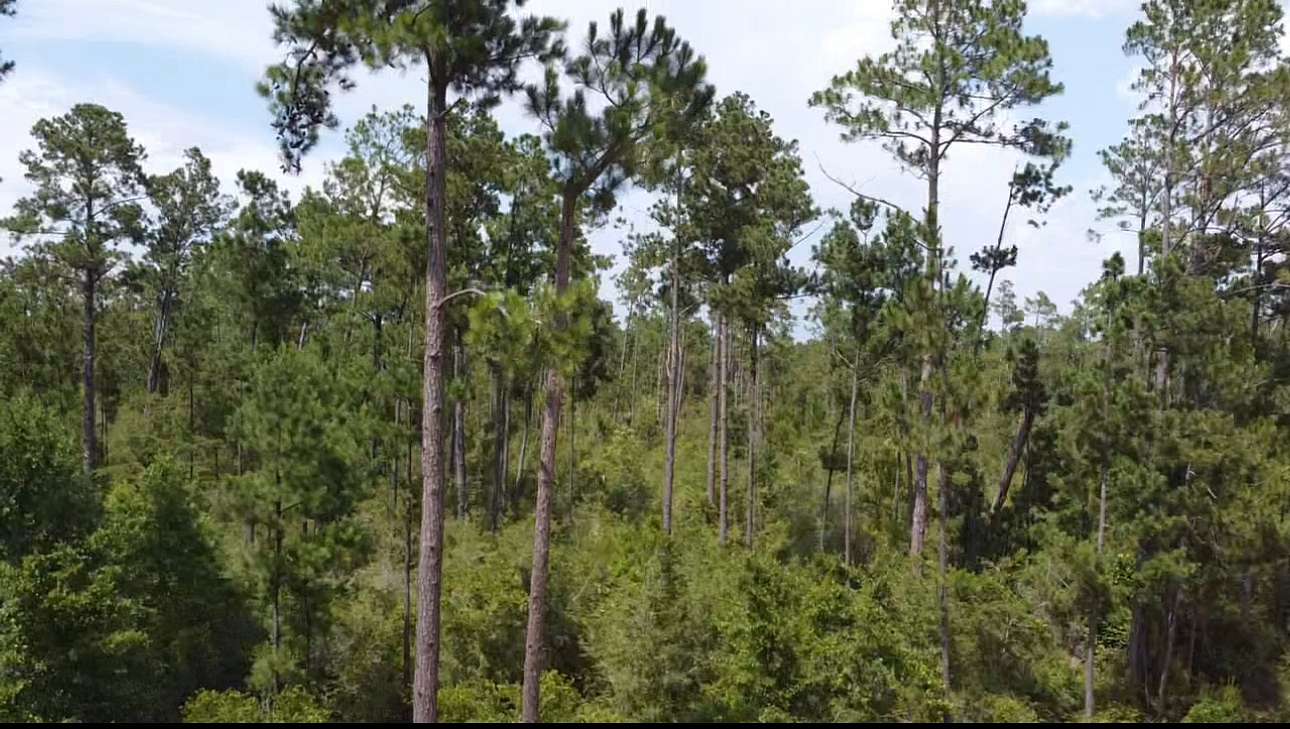 1.26 Acres of Residential Land for Sale in Alford, Florida