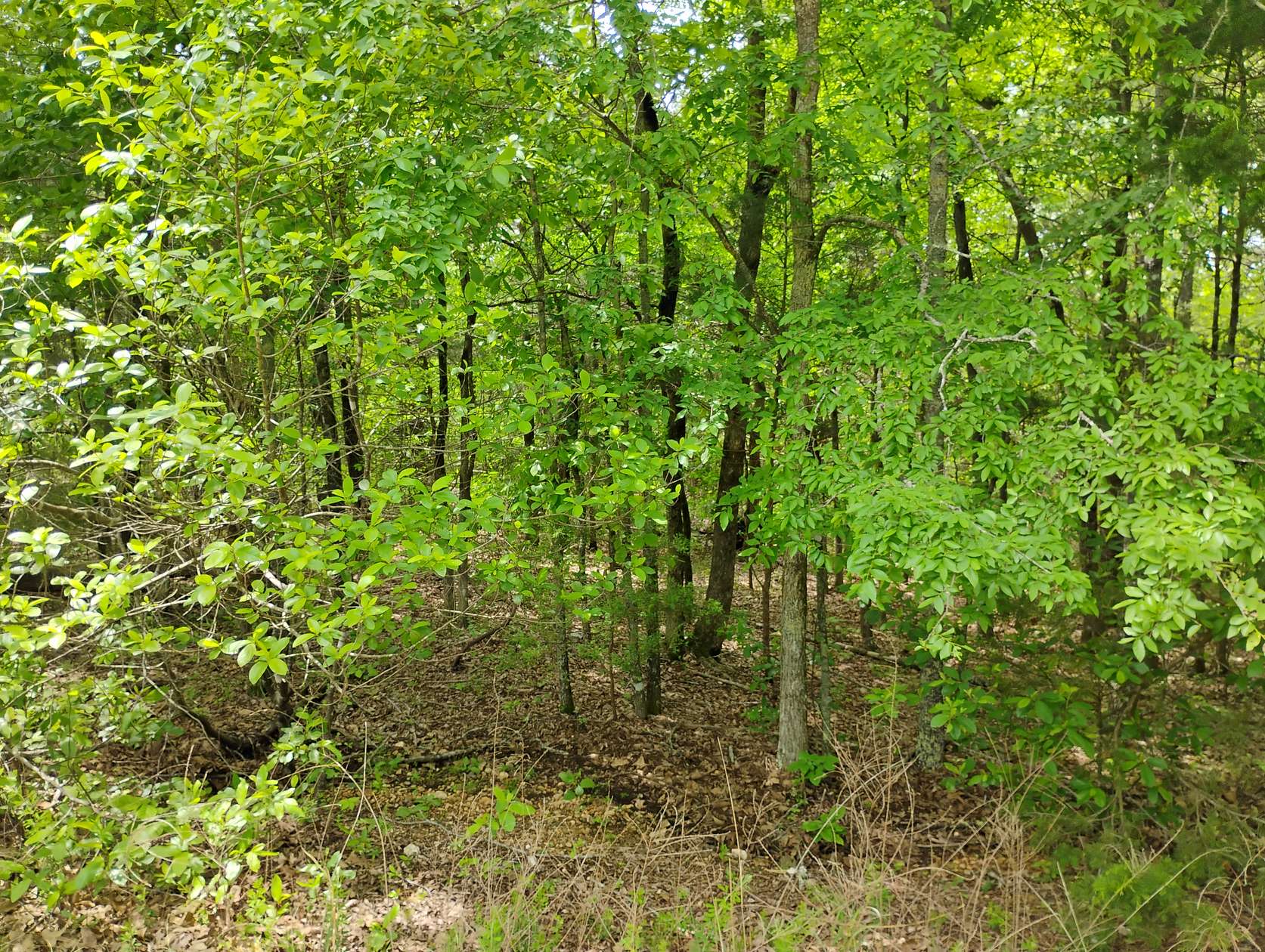 0.55 Acres of Residential Land for Sale in Sharp, Arkansas