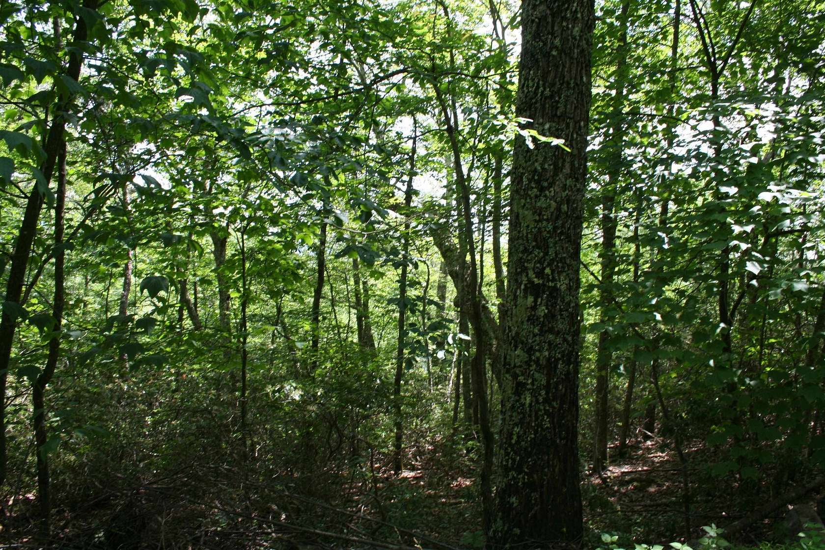 5 Acres of Residential Land for Sale in Monterey, Virginia