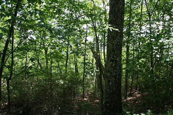 5 Acres of Residential Land for Sale in Monterey, Virginia