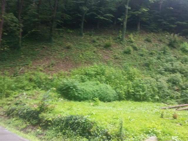 59 Acres of Land for Sale in Pikeville, Kentucky