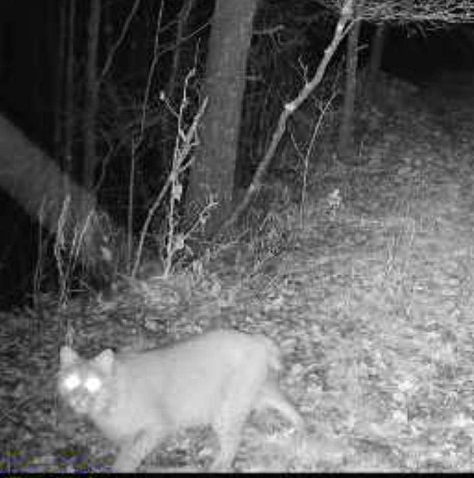 44 Acres of Recreational Land for Sale in Bristol, Michigan