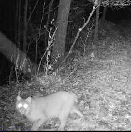 44 Acres of Recreational Land for Sale in Bristol, Michigan