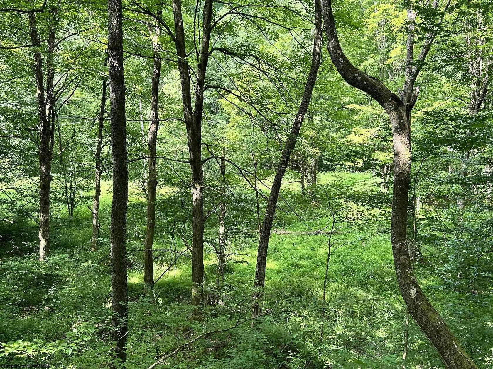 65 Acres of Land for Sale in Parsons, West Virginia