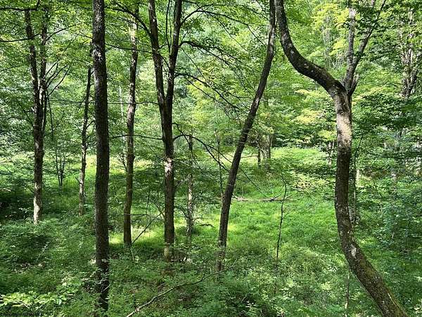 65 Acres of Land for Sale in Parsons, West Virginia