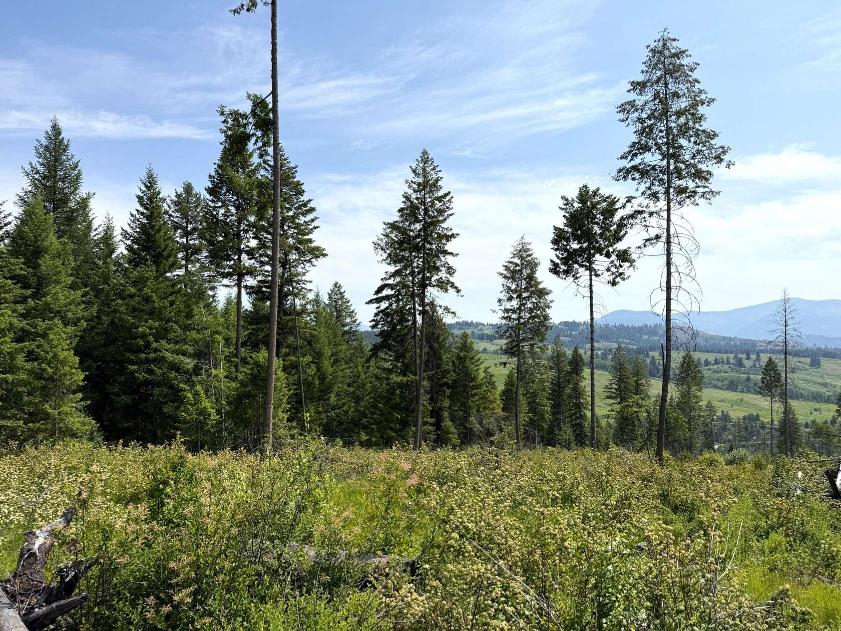 80 Acres of Recreational Land for Sale in Curlew, Washington