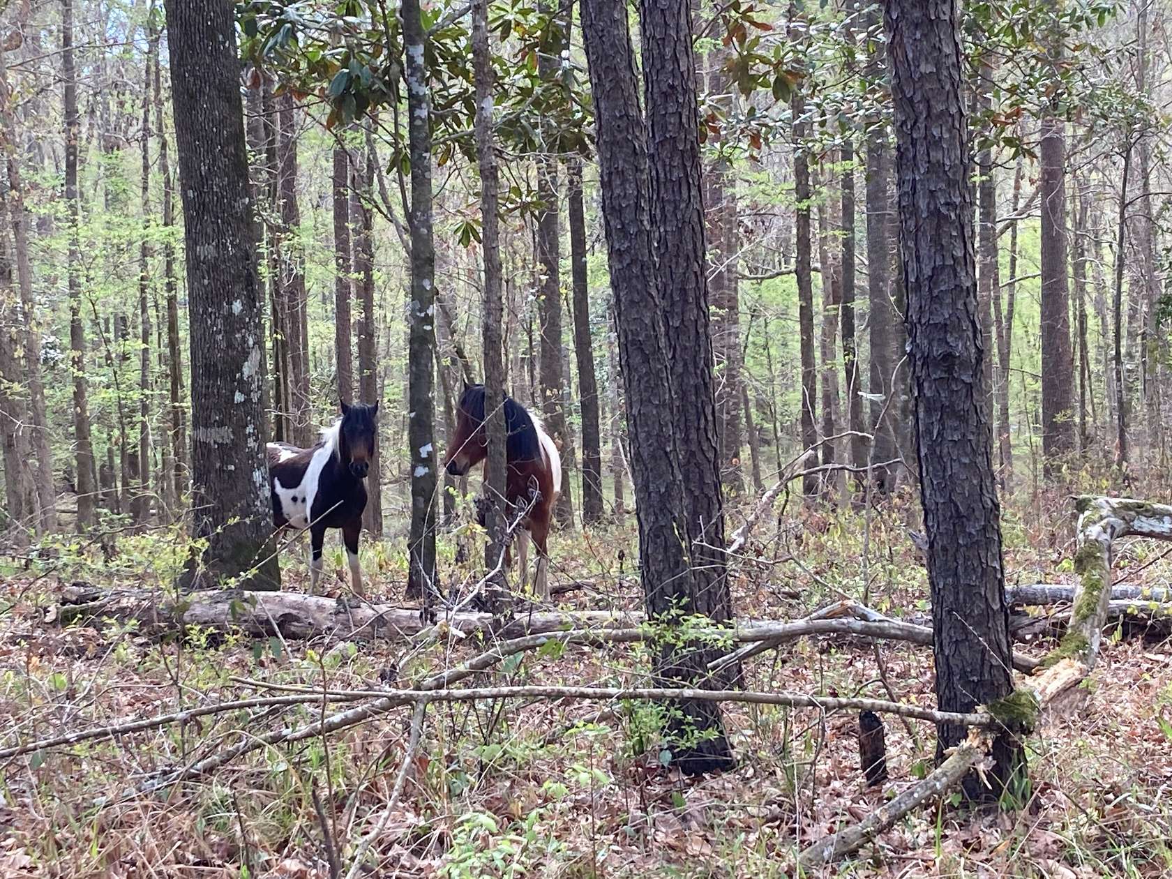 80 Acres of Recreational Land for Sale in Alexandria, Louisiana