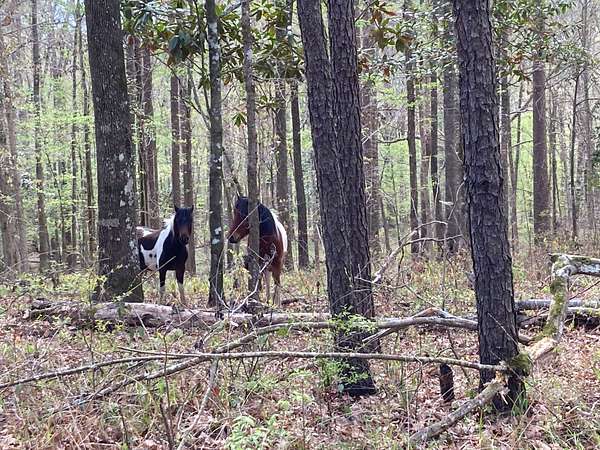 80 Acres of Recreational Land for Sale in Alexandria, Louisiana