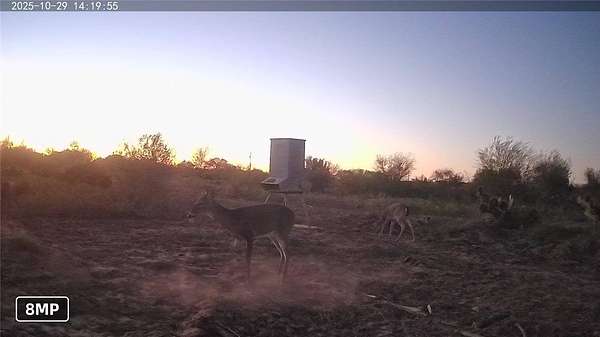 10.5 Acres of Recreational Land for Sale in Premont, Texas