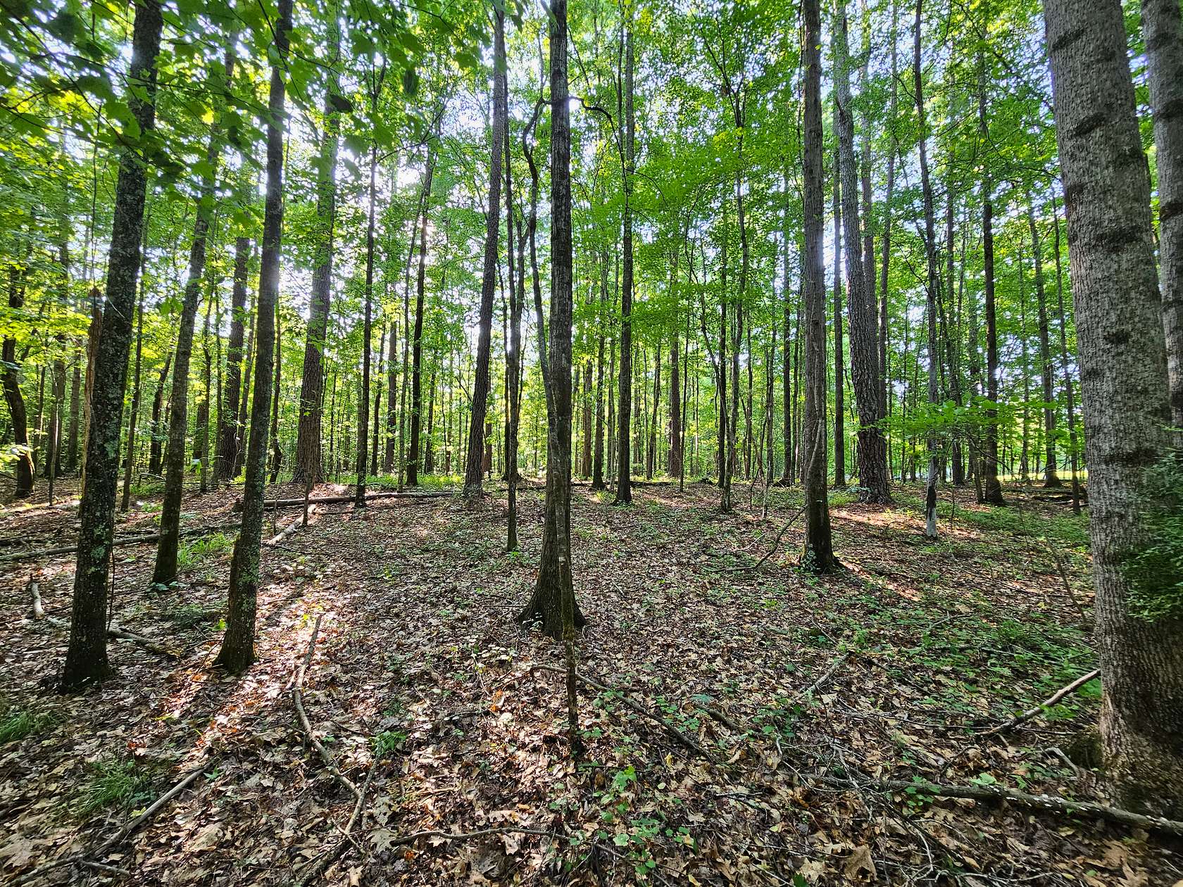 10 Acres of Recreational Land for Sale in Mansfield, Georgia