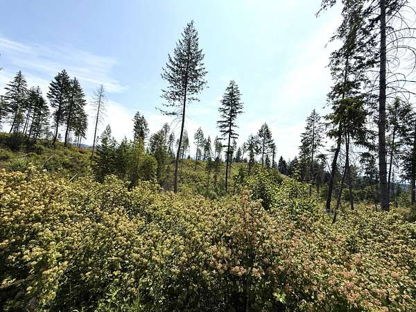 20 Acres of Recreational Land for Sale in Curlew, Washington